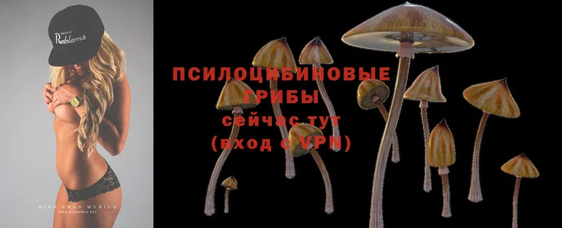 купить наркоту  Малая Вишера  Псилоцибиновые грибы Cubensis 